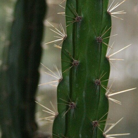 Leptocereus sylvestris unspecified picture