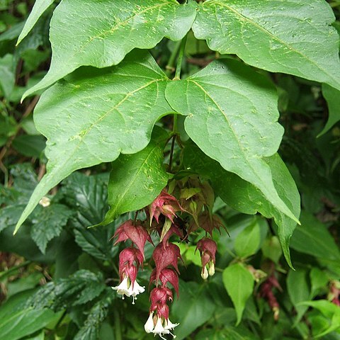 Leycesteria unspecified picture