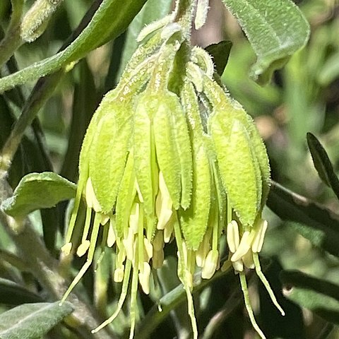 Leionema viridiflorum unspecified picture