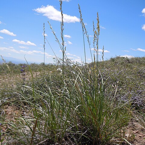 Leucopoa unspecified picture