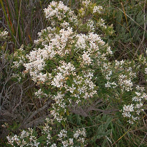 Leucopogon parviflorus unspecified picture