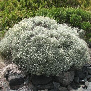 Leucophyta unspecified picture