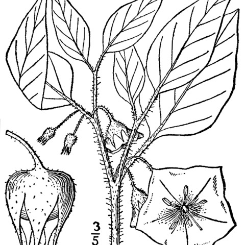 Leucophysalis unspecified picture