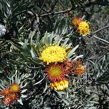 Leucospermum parile unspecified picture