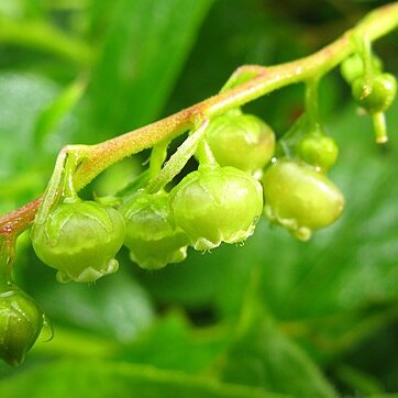 Leucothoe grayana unspecified picture