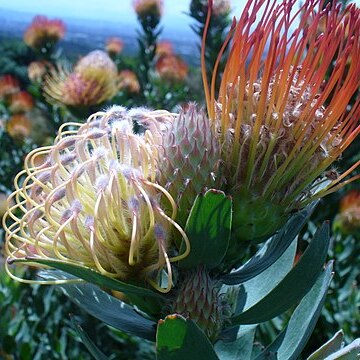 Leucospermum gueinzii unspecified picture