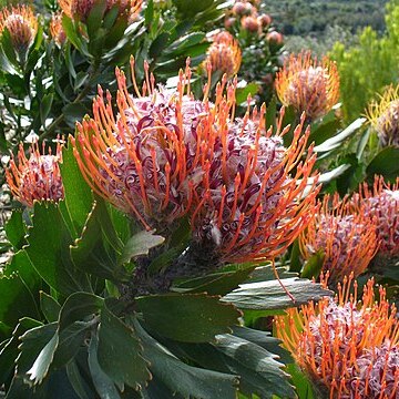 Leucospermum glabrum unspecified picture