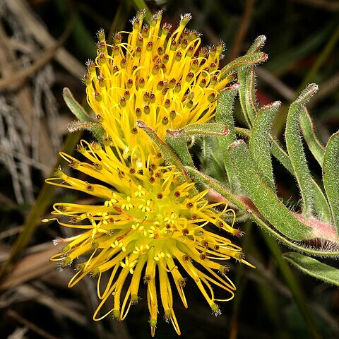 Leucospermum gracile unspecified picture