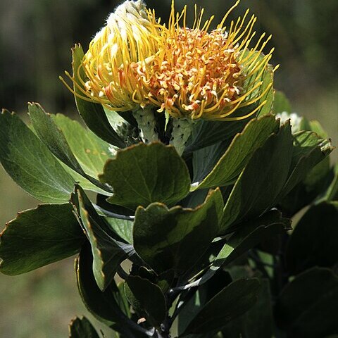 Leucospermum innovans unspecified picture