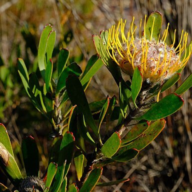 Leucospermum utriculosum unspecified picture