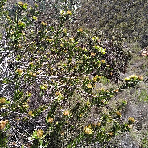 Leucospermum utriculosum unspecified picture