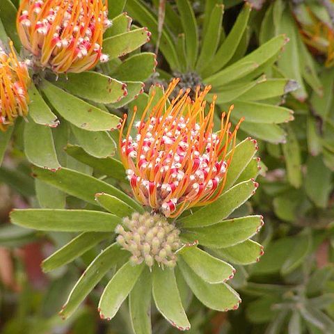 Leucospermum unspecified picture