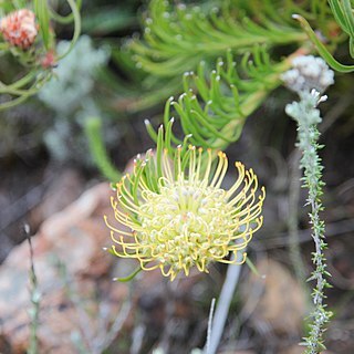 Leucospermum lineare unspecified picture