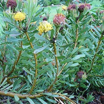 Leucospermum muirii unspecified picture