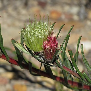 Leucospermum saxatile unspecified picture