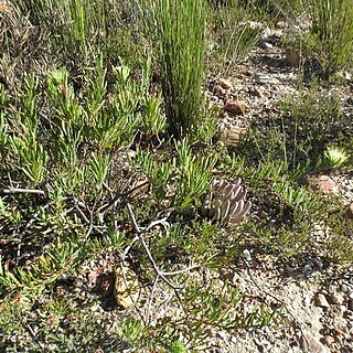 Leucospermum saxatile unspecified picture