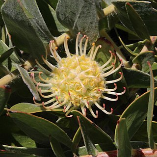 Leucospermum cordatum unspecified picture