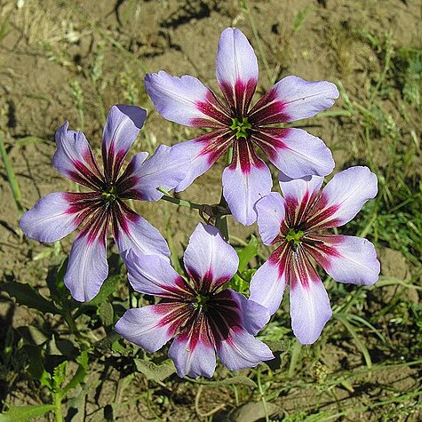 Leucocoryne purpurea unspecified picture