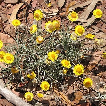 Leucochrysum unspecified picture