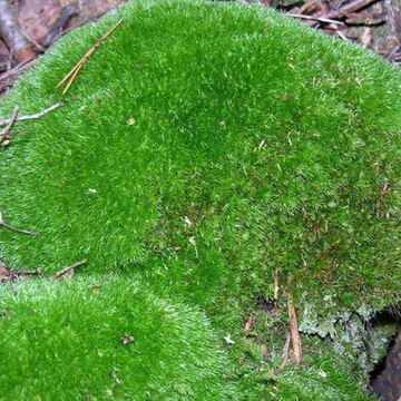 Leucobryum glaucum unspecified picture