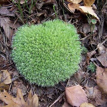 Leucobryum unspecified picture