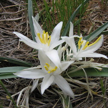 Leucocrinum unspecified picture