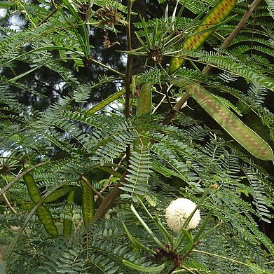 Leucaena unspecified picture