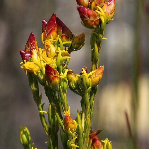 Leucadendron olens unspecified picture