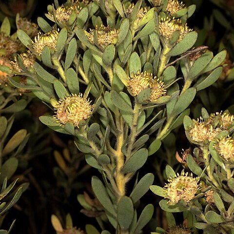 Leucadendron pubescens unspecified picture