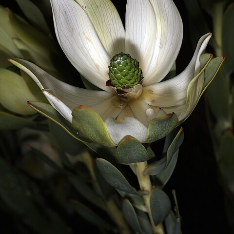 Leucadendron procerum unspecified picture