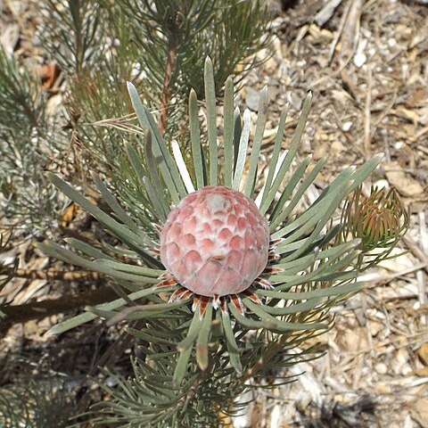 Leucadendron album unspecified picture