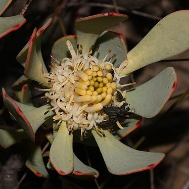 Leucadendron arcuatum unspecified picture