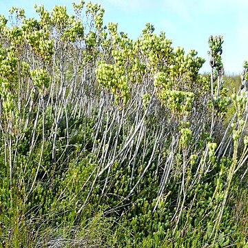 Leucadendron immoderatum unspecified picture