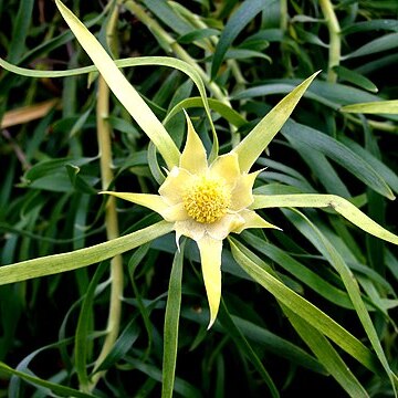 Leucadendron eucalyptifolium unspecified picture