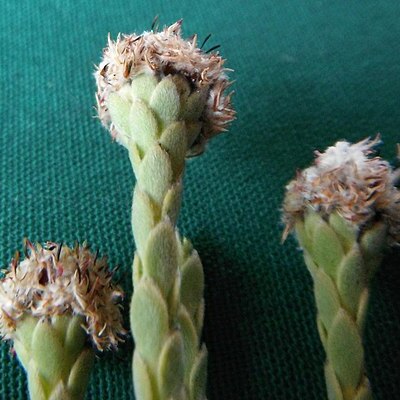 Leucadendron dubium unspecified picture