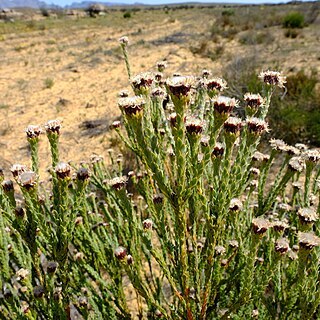 Leucadendron dubium unspecified picture