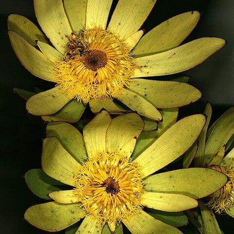 Leucadendron elimense unspecified picture