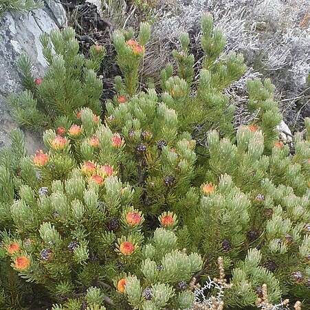 Leucadendron dregei unspecified picture