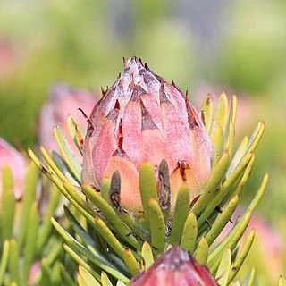 Leucadendron dregei unspecified picture