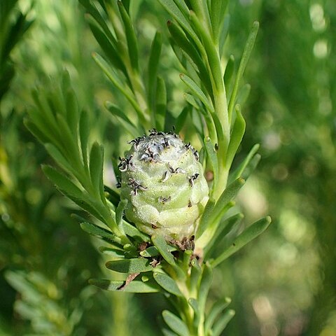 Leucadendron linifolium unspecified picture