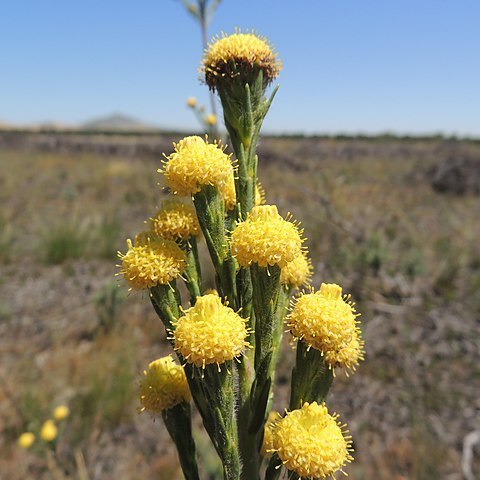 Leucadendron corymbosum unspecified picture