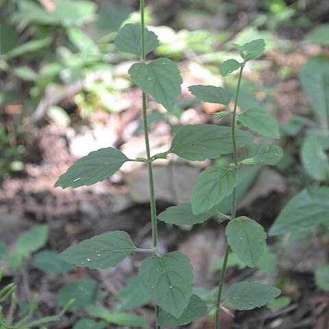 Leucas biflora unspecified picture