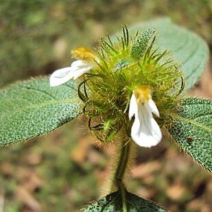 Leucas ciliata unspecified picture