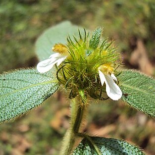 Leucas ciliata unspecified picture