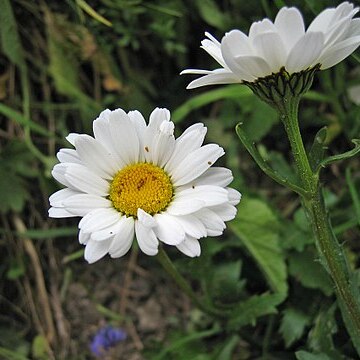 Leucanthemum atratum unspecified picture