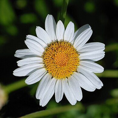 Leucanthemum lacustre unspecified picture