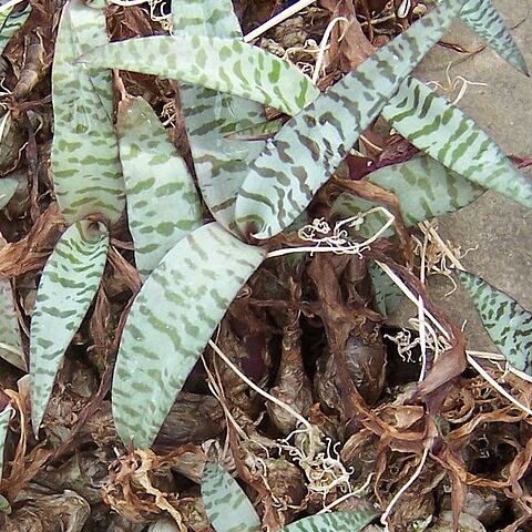 Ledebouria socialis unspecified picture