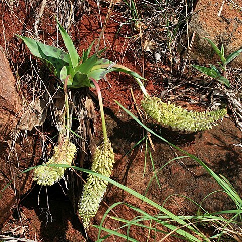 Ledebouria zebrina unspecified picture