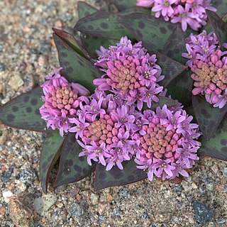 Ledebouria ovatifolia unspecified picture