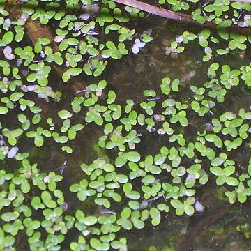 Lemna perpusilla unspecified picture